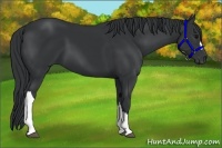 Horse Color:Black 