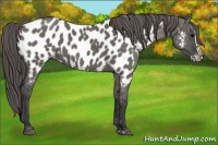 Horse Color:Grullo Splash Near Leopard