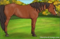 Horse Color:Bay Rabicano 