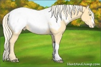 Horse Color:Gold Cream Champagne Near Fewspot 