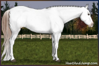 Horse Color:Chestnut Appaloosa 