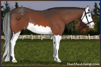 Horse Color:Bay Splash Appaloosa