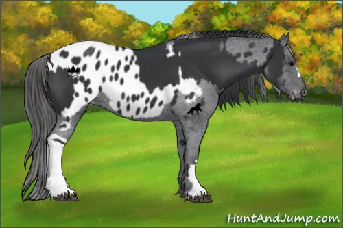 Horse Color:Black  and Black Near Leopard 