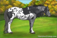 Horse Color:Black  and Black Appaloosa 