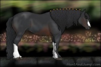 Horse Color:Black  and Brown 