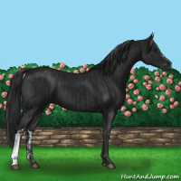 Horse Color:Black  and Gray Black 