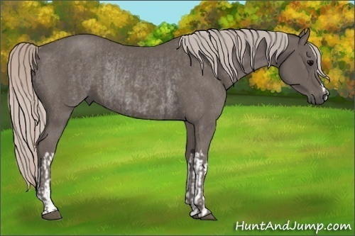 Horse Color:Silver Black and Silver Black Rabicano