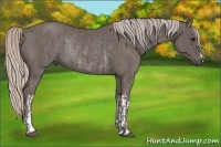 Horse Color:Silver Black  and Silver Black Rabicano 