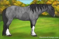 Horse Color:Blue Roan  and Blue Roan 