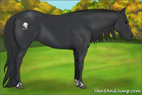 Horse Color:Black  and Black 