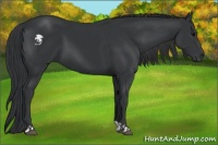 Horse Color:Black  and Black 