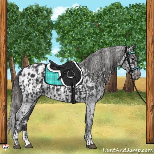 Horse Color:Black and Black Blanket