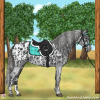 Horse Color:Black  and Black Blanket 
