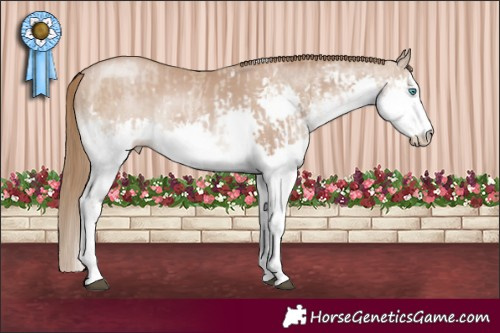 Horse Color:White Spotted Grullo Pearl Splash  and White Spotted Black Pearl Splash 