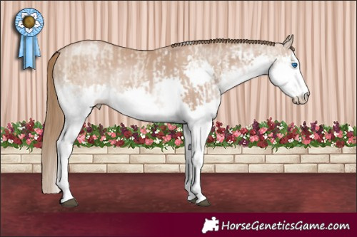 Horse Color:White Spotted Grullo Pearl Splash  and White Spotted Black Pearl Splash 
