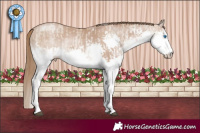 Horse Color:White Spotted Grullo Pearl Splash  and White Spotted Black Pearl Splash 