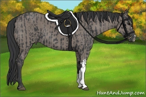 Horse Color:Black  and Grullo 