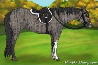 Horse Color:Black  and Grullo 