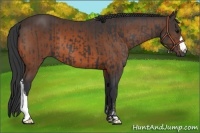 Horse Color:Black  and Brown 