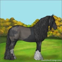 Horse Color:Grullo  and Black 
