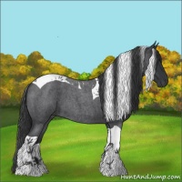 Horse Color:Blue Roan Tobiano 
