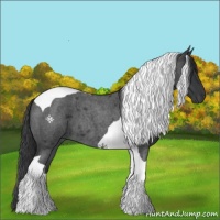 Horse Color:Blue Roan Tobiano