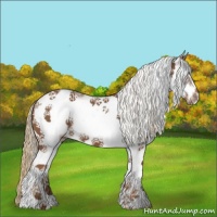 Horse Color:White Spotted Chestnut Frame 