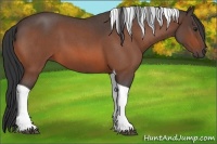 Horse Color:Bay Roan Tobiano 