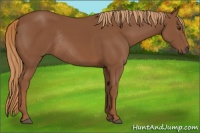 Horse Color:Chestnut Rabicano 