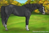 Horse Color:Black  and Black Splash 