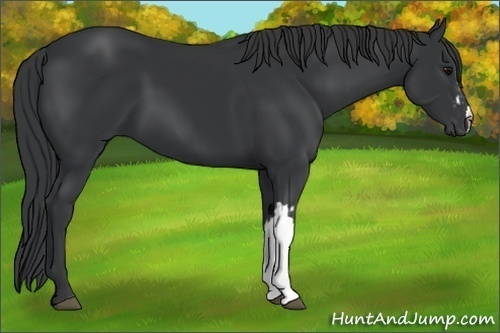 Horse Color:Black and Black