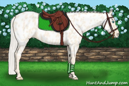Horse Color:Cremello Near Leopard