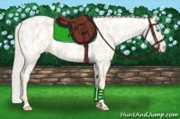 Horse Color:Cremello Near Leopard