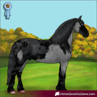 Horse Color:Void White Spotted Grullo Chinchilla  and Void White Spotted Black Chinchilla Splash 