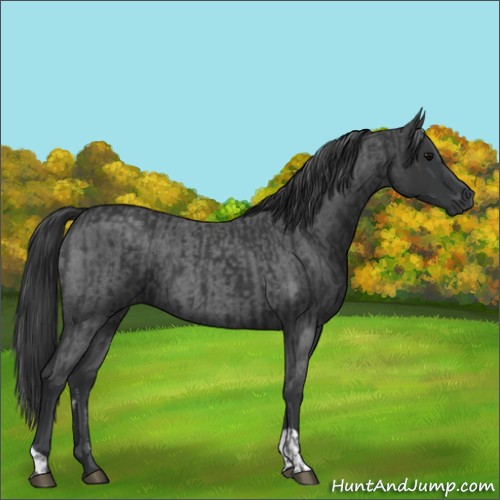 Horse Color:Black  and Blue Roan 