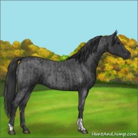 Horse Color:Black  and Blue Roan 