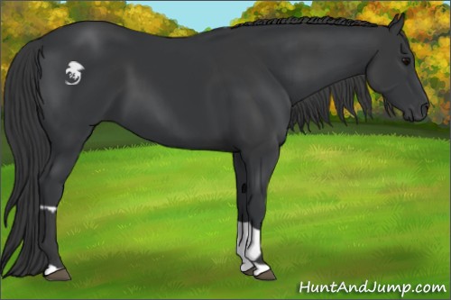 Horse Color:Black and Black