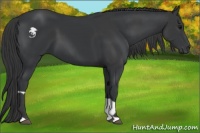 Horse Color:Black  and Black 