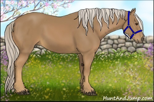 Horse Color:Palomino 