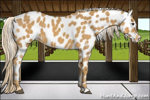Horse Color:Palomino Leopard