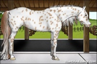 Horse Color:Red Dun Leopard
