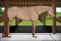 Horse Color:Red Dun 
