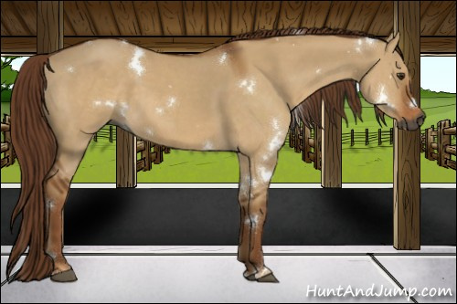 Horse Color:Gray White Spotted Red Dun