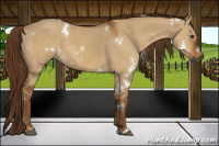 Horse Color:Gray White Spotted Red Dun 