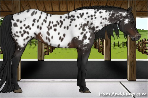 Horse Color:Gray White Spotted Bay Appaloosa 
