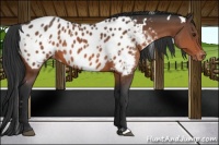 Horse Color:White Spotted Bay Near Leopard