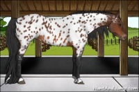 Horse Color:Bay Appaloosa 