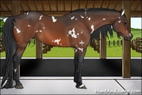 Horse Color:White Spotted Bay 