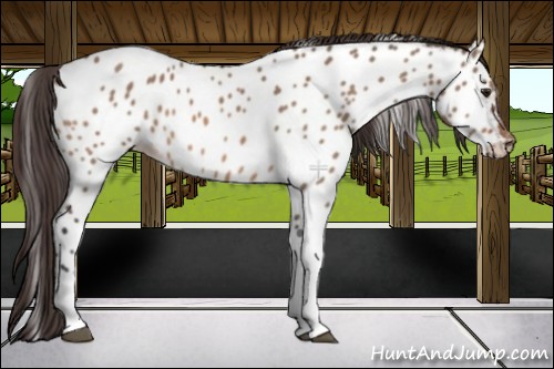 Horse Color:Bay Dun Appaloosa 