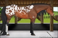 Horse Color:Bay Appaloosa 